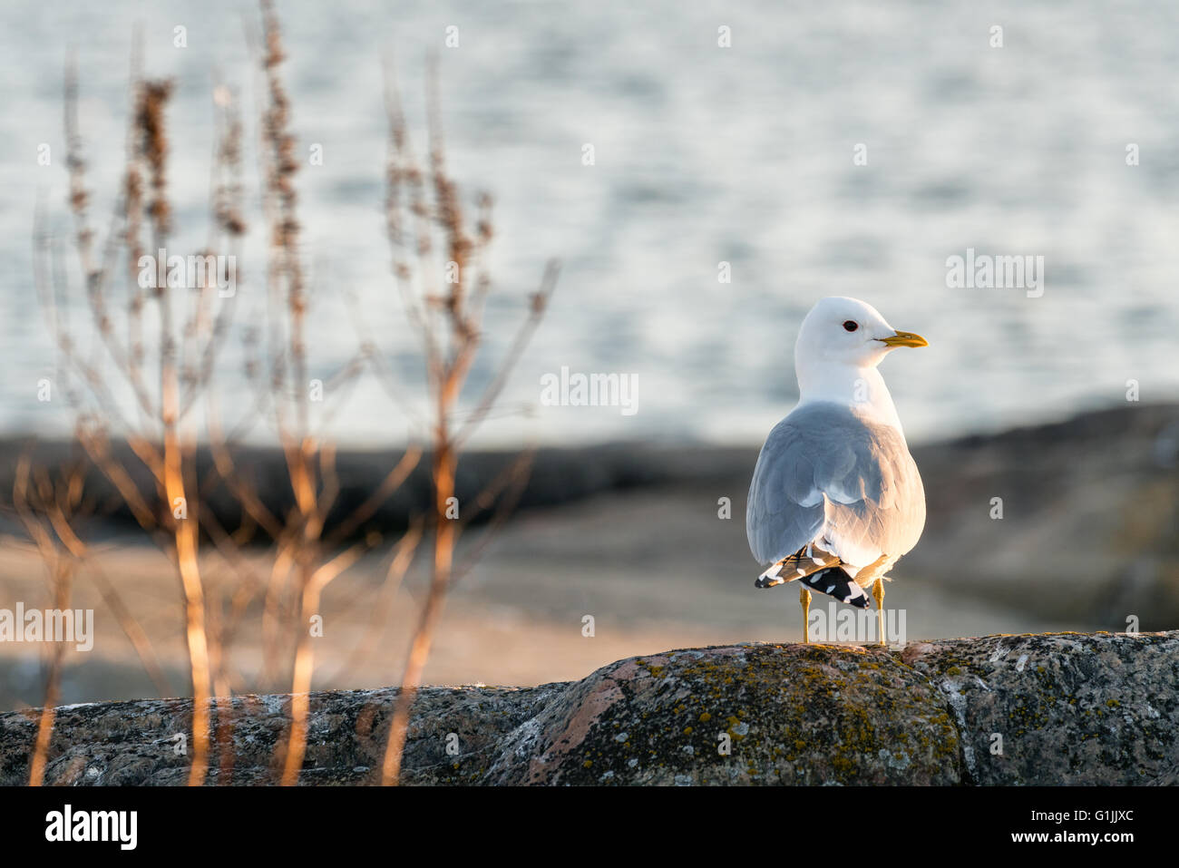 Eine Möwe auf Hattusaari Insel, Helsinki, Finnland, Europa, EU Stockfoto