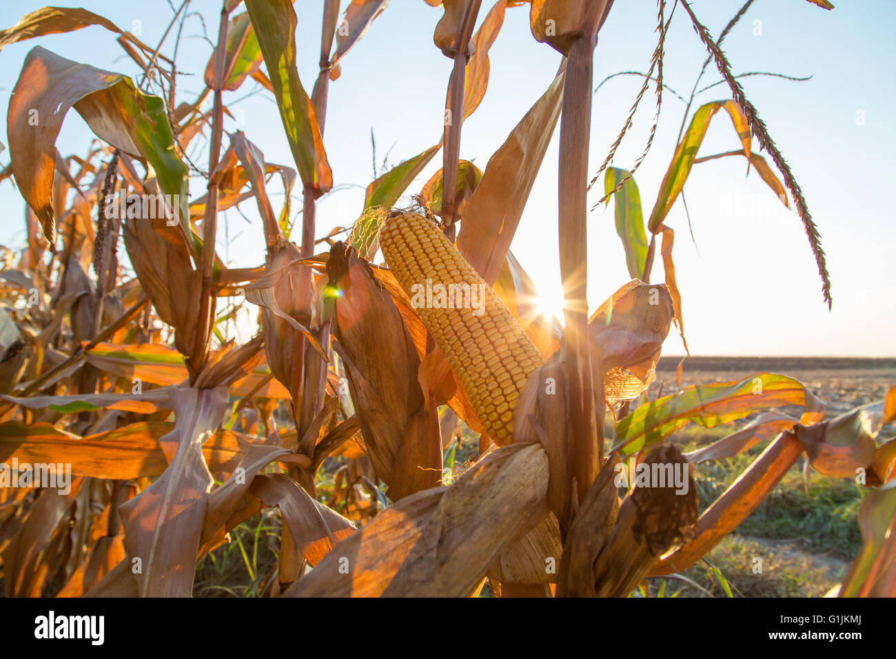 Mais Maiskolben auf Feld Hintergrundbeleuchtung von FCB Sonne reif Stockfoto