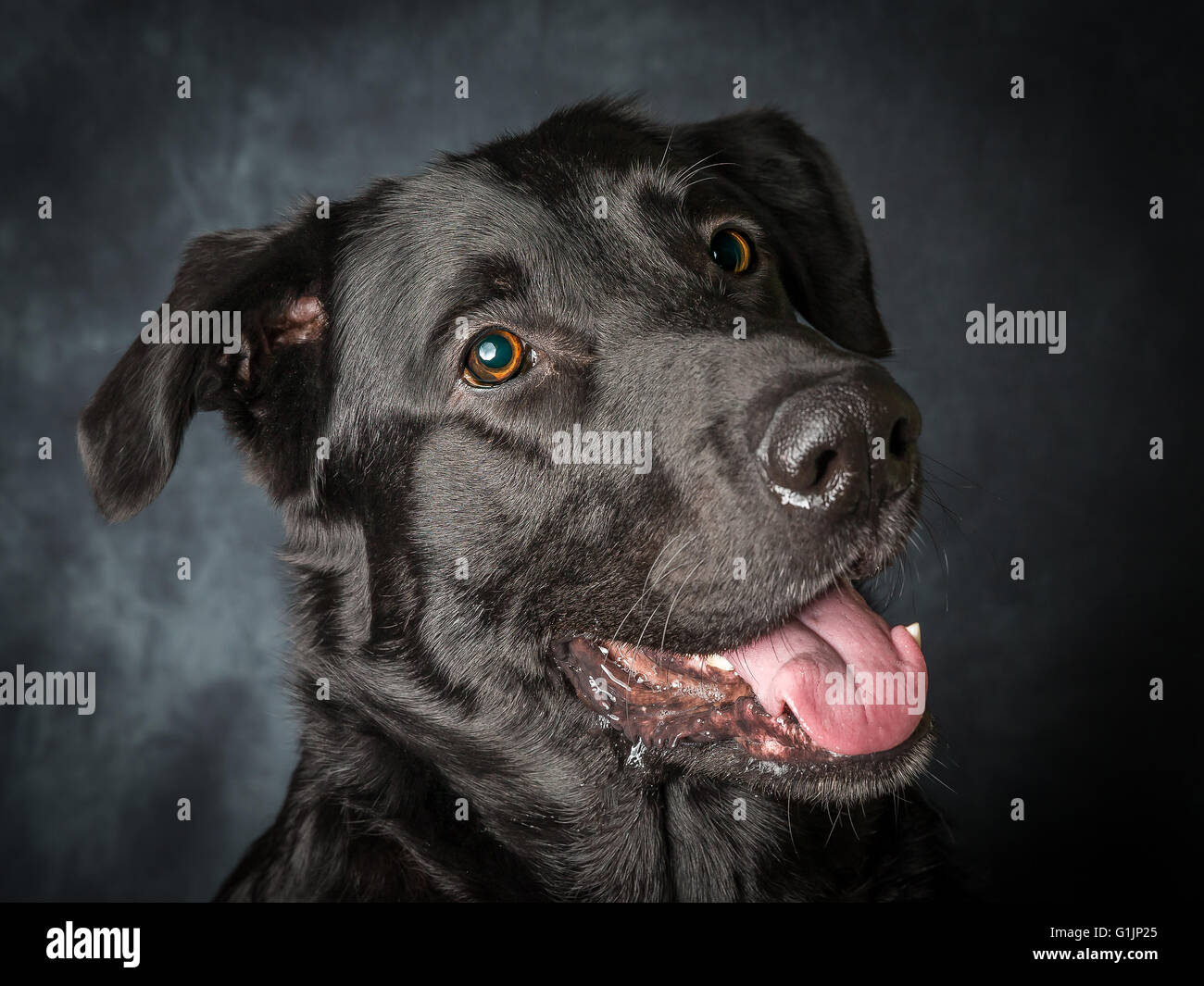 Ein schwarzer Labrador mit großen traurigen Augen Stockfoto