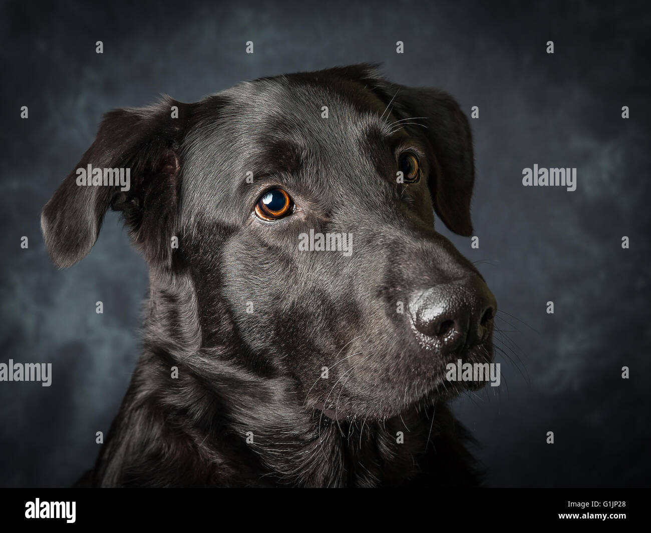 Ein schwarzer Labrador mit großen traurigen Augen Stockfoto