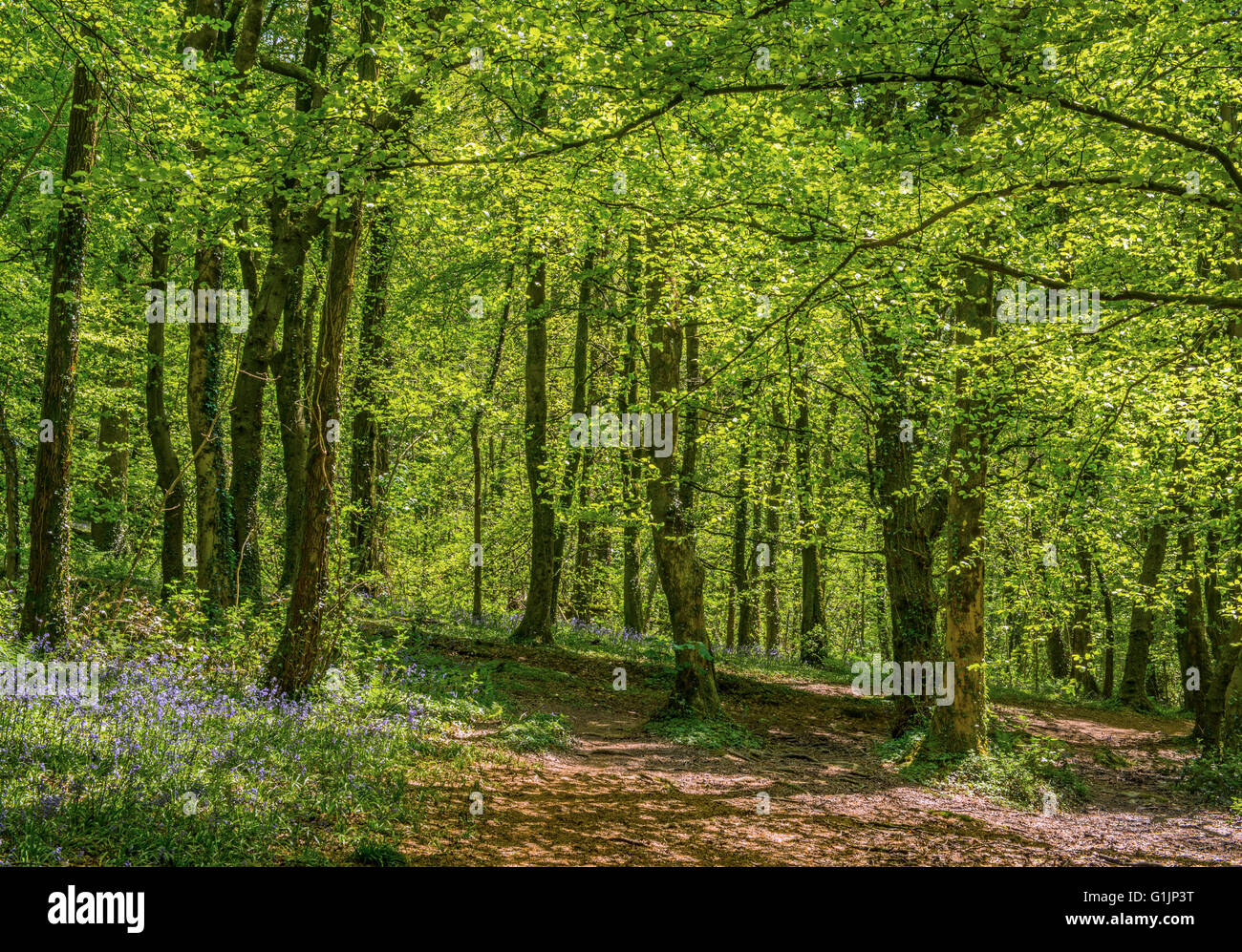 Wenallt Bluebell Woods nördlich von Cardiff in Süd-Wales, im Frühjahr Stockfoto