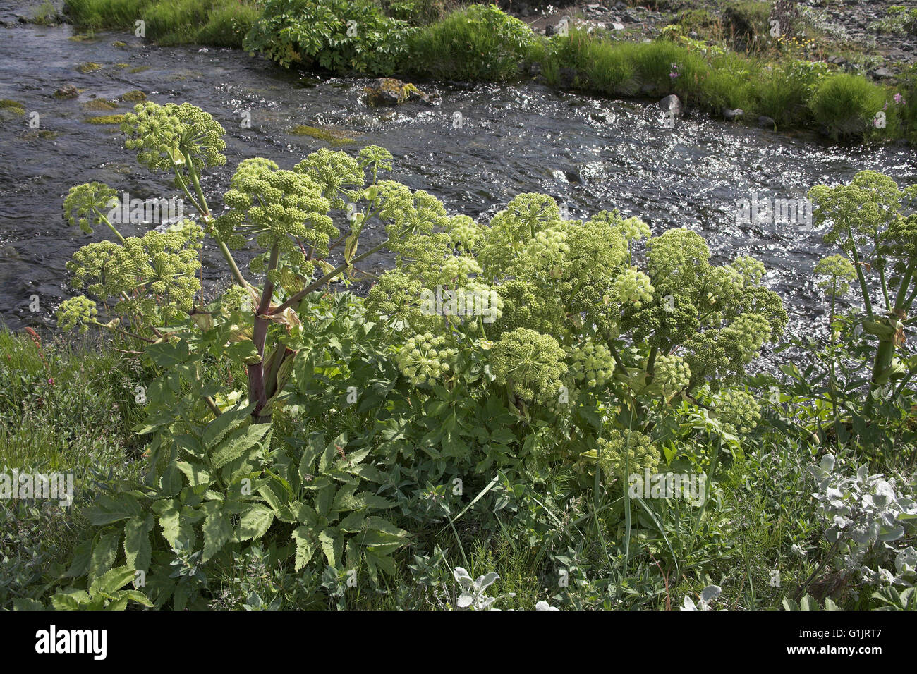 Garten Sie-Angelika Angelica Archangelica Island Juli 2009 Stockfoto