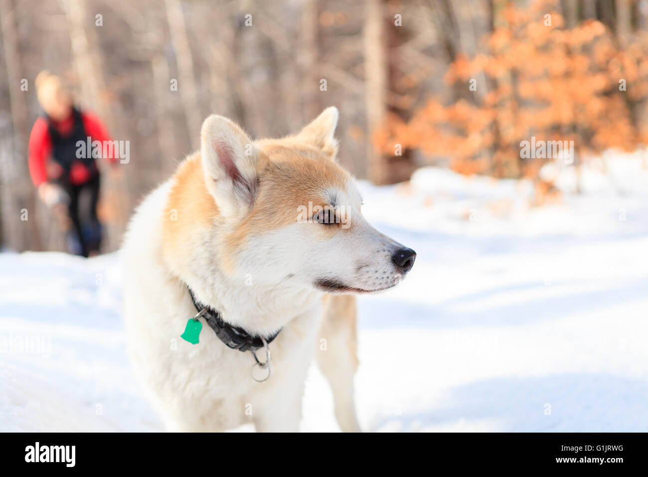 Frau im weißen Winterwald mit Akita Hund wandern. Erholung und einen gesunden Lebensstil im Freien in der Natur. Akita Hund Portrait auf s Stockfoto