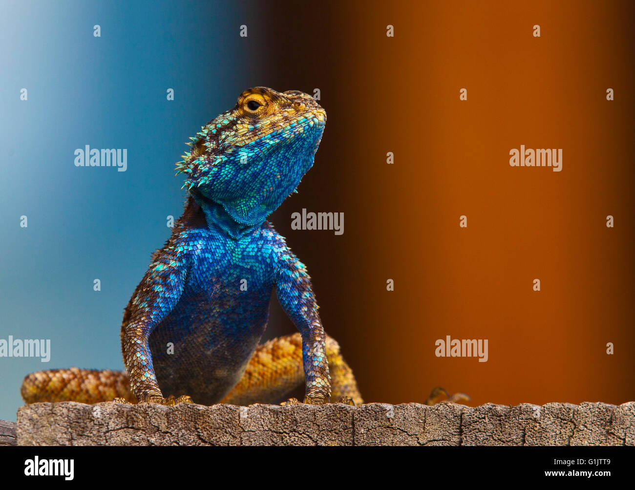 Acanthocercus Atricollis, blau geleitet Baum Agama Agama südlichen Baum Stockfoto