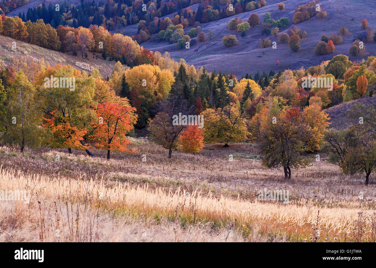 Siebenbürger Herbst Dämmerung in der Tal-Wiese Stockfoto