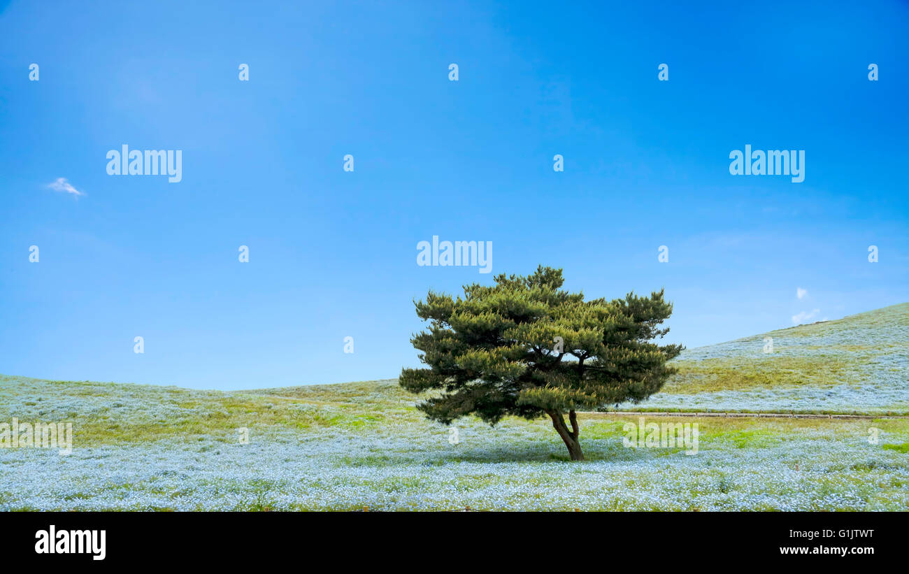 Die Imageing aus Bergen, Baum und Nemophila bei Hitachi Seaside Park im Frühjahr bei blauem Himmel in Ibaraki, Japan Stockfoto