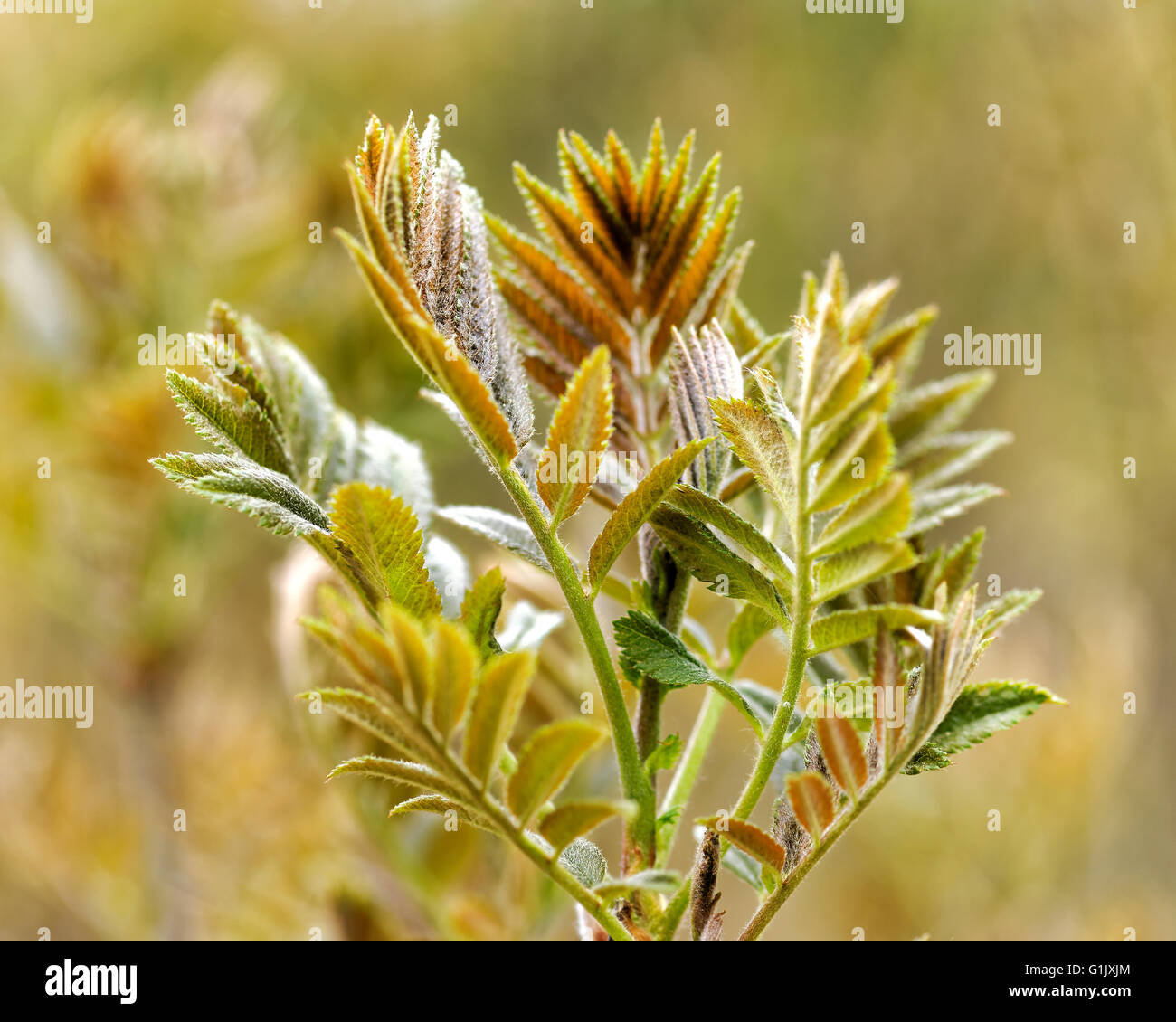 Sorbus Aucuparia, Vogelbeere und Eberesche genannt. Stockfoto