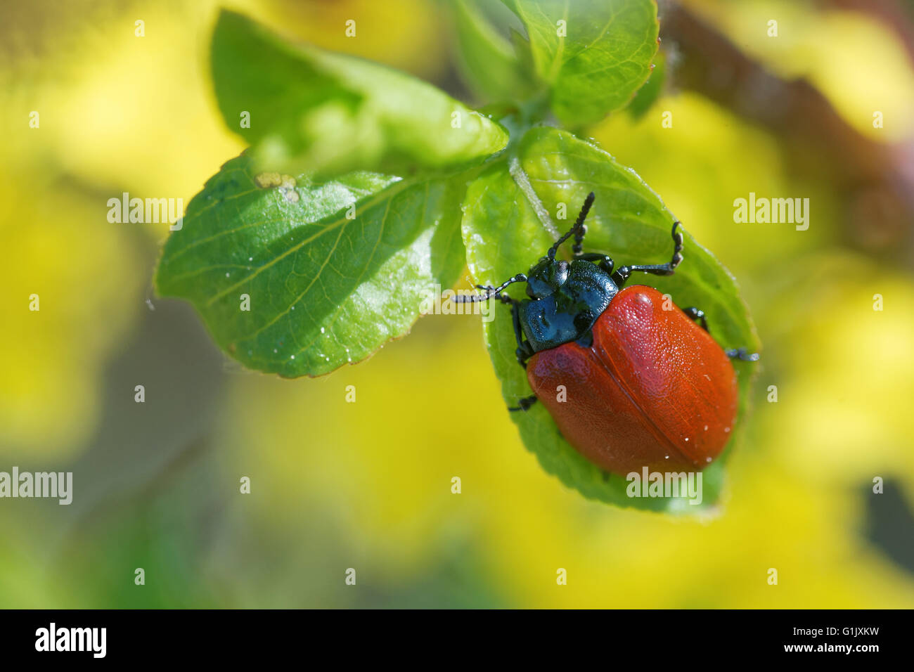 Chrysomela Populi ist eine Art von breitschultrigen Blattkäfern aus der Familie Crysomelidae. Stockfoto
