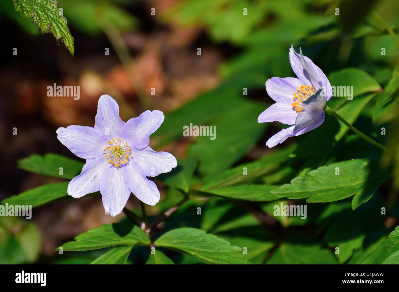 Lila Anemonen im Frühjahr im Garten Nord London, UK. Stockfoto