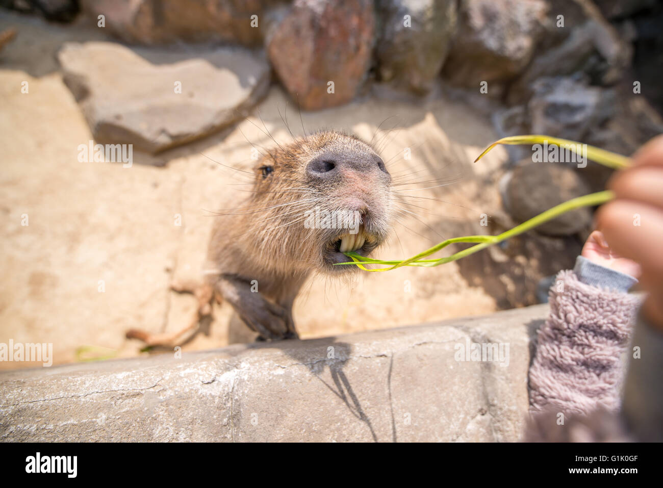Capybara um Nahrung in einem Zoo zu erreichen Stockfoto