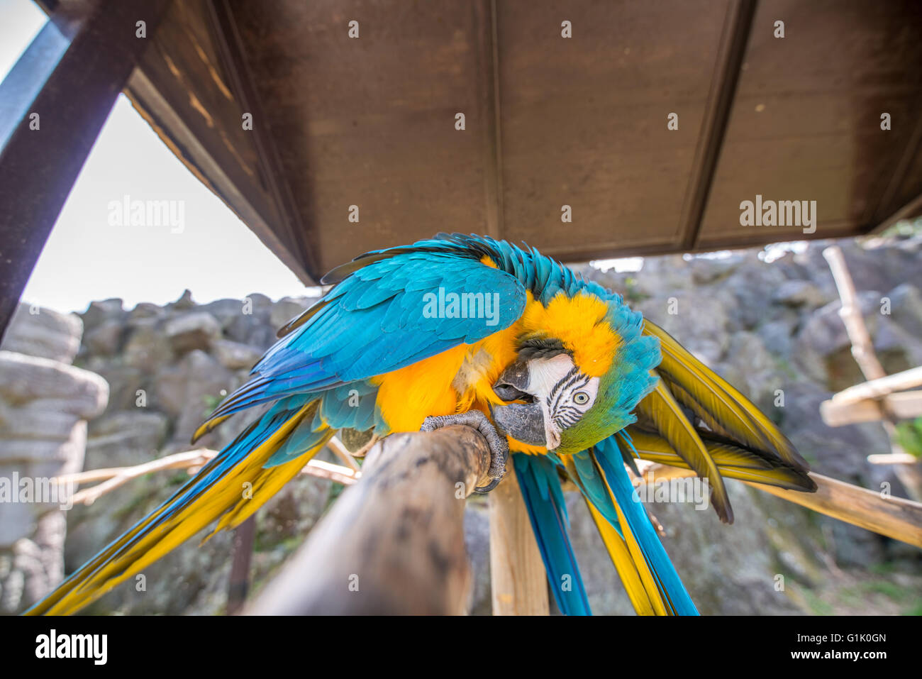 Einen bunten Papagei auf Ast im zoo Stockfoto