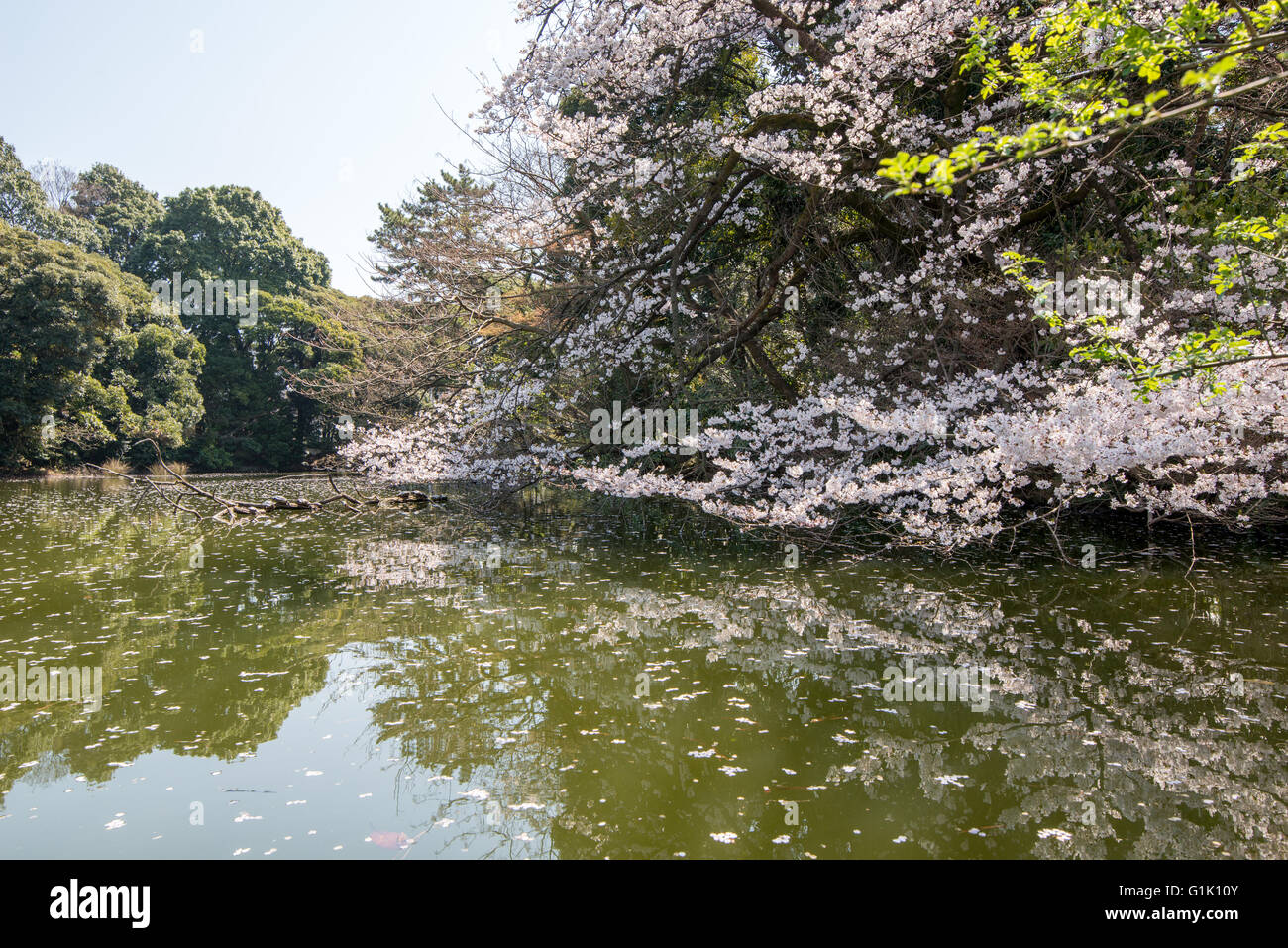 Stilles Wasser in Tokio Park auf See Stockfoto