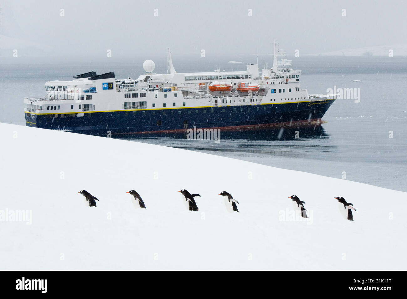 Gentoo Penguins und National Geographic Explorer, Antarktis Stockfoto