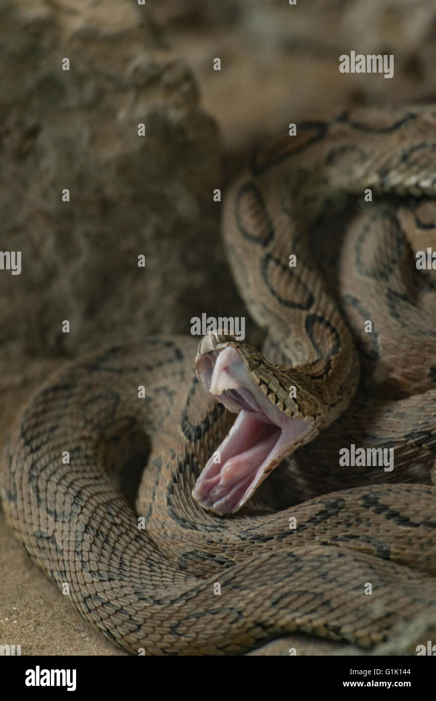 Daboia russelli Fotos und Bildmaterial in hoher Auflösung Alamy