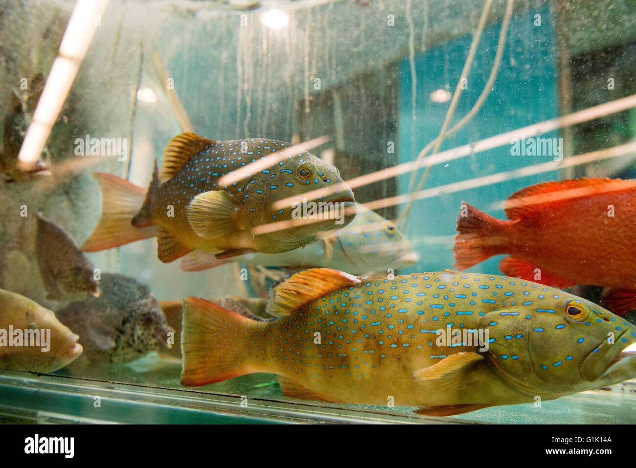 Fisch in hinter Glas Stockfoto