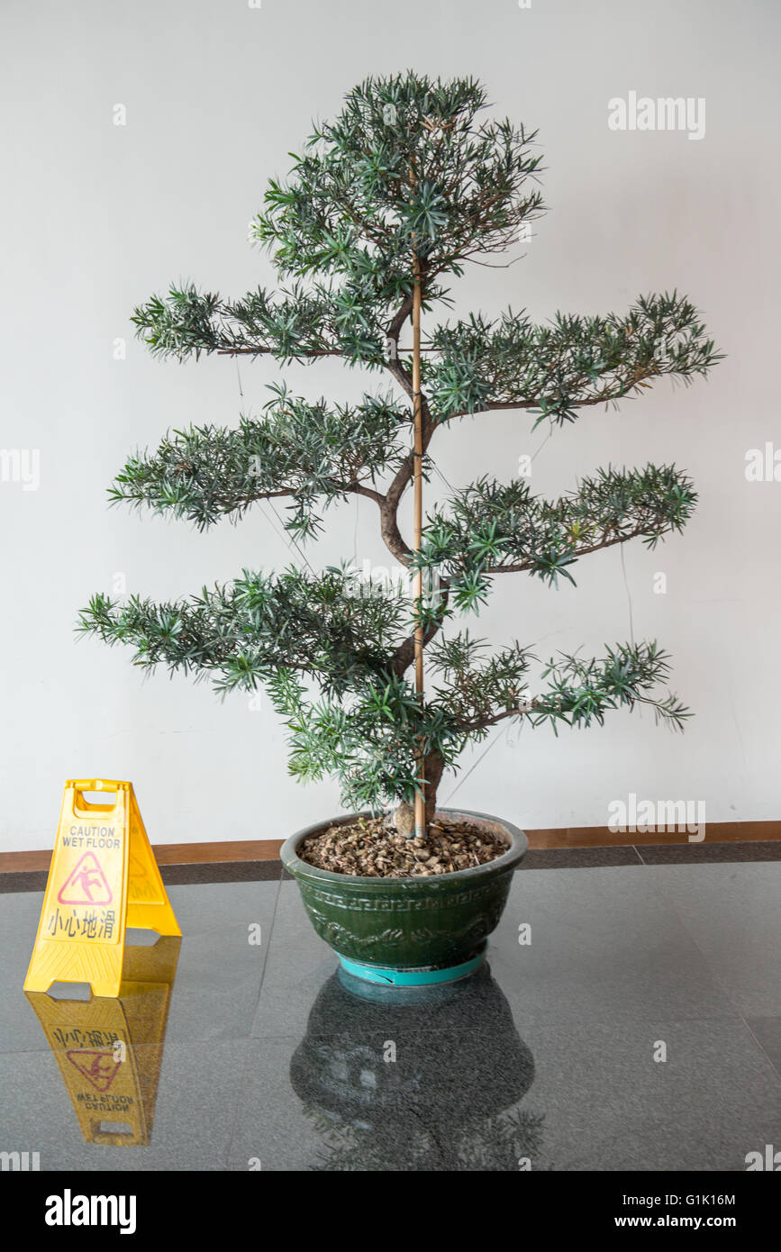 Im chinesischen Stil Bonsai-Baum in Gebäude neben nassen Boden Zeichen Stockfoto