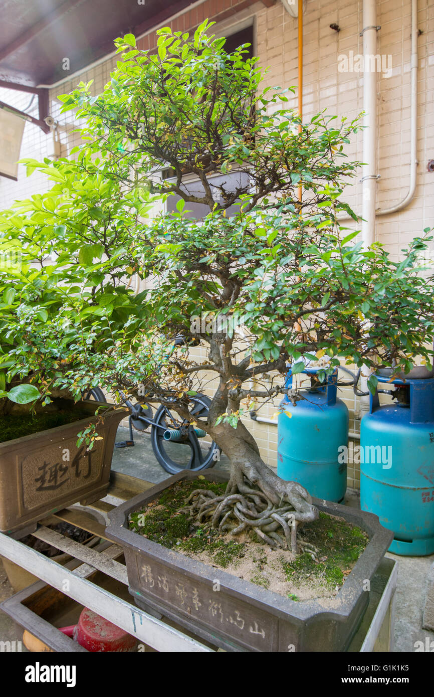 Bonsai-Baum Stockfoto