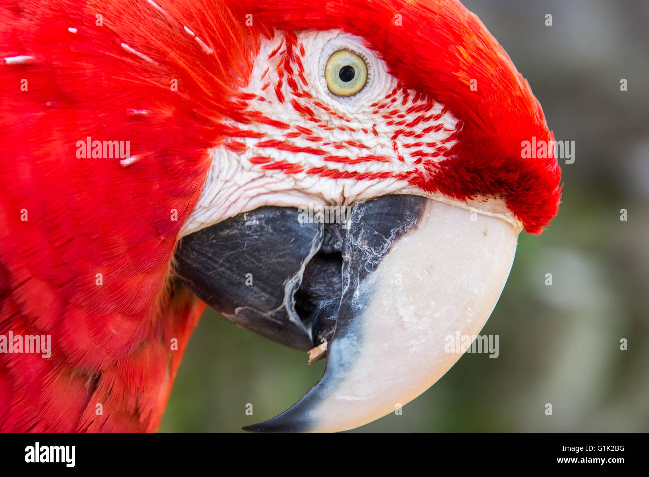 Einen bunten Papagei auf Ast im zoo Stockfoto