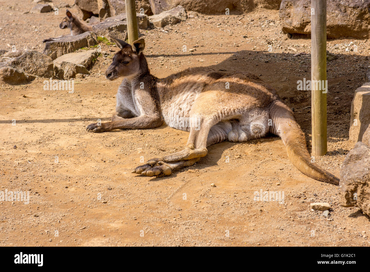 Känguru im Schatten Stockfoto