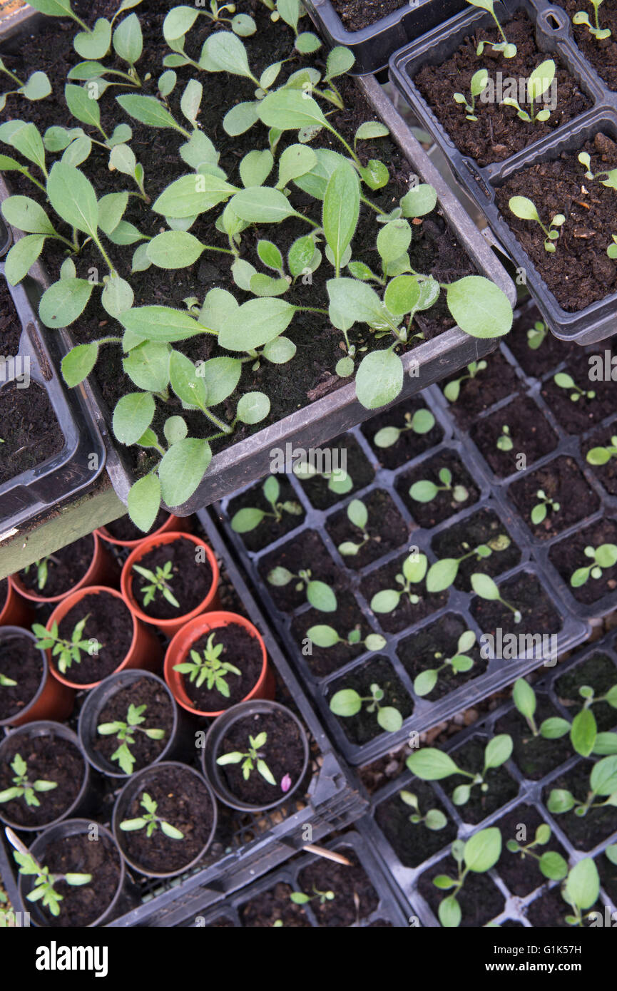 Blumensetzlingen in Schalen in einem Gewächshaus im Frühjahr. UK Stockfoto