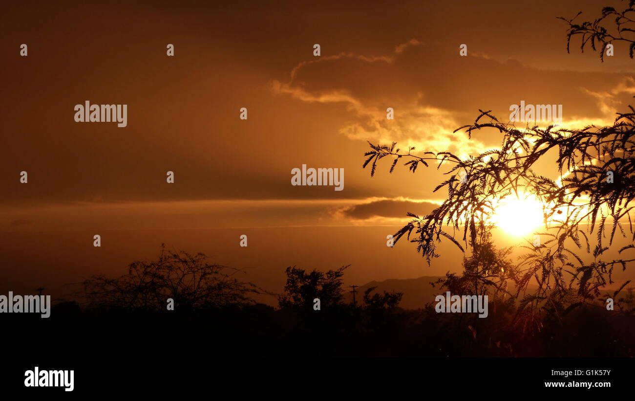 Golden Sunrise durch Mesquite-Baum in Anza-Borrego Wüste Stockfoto
