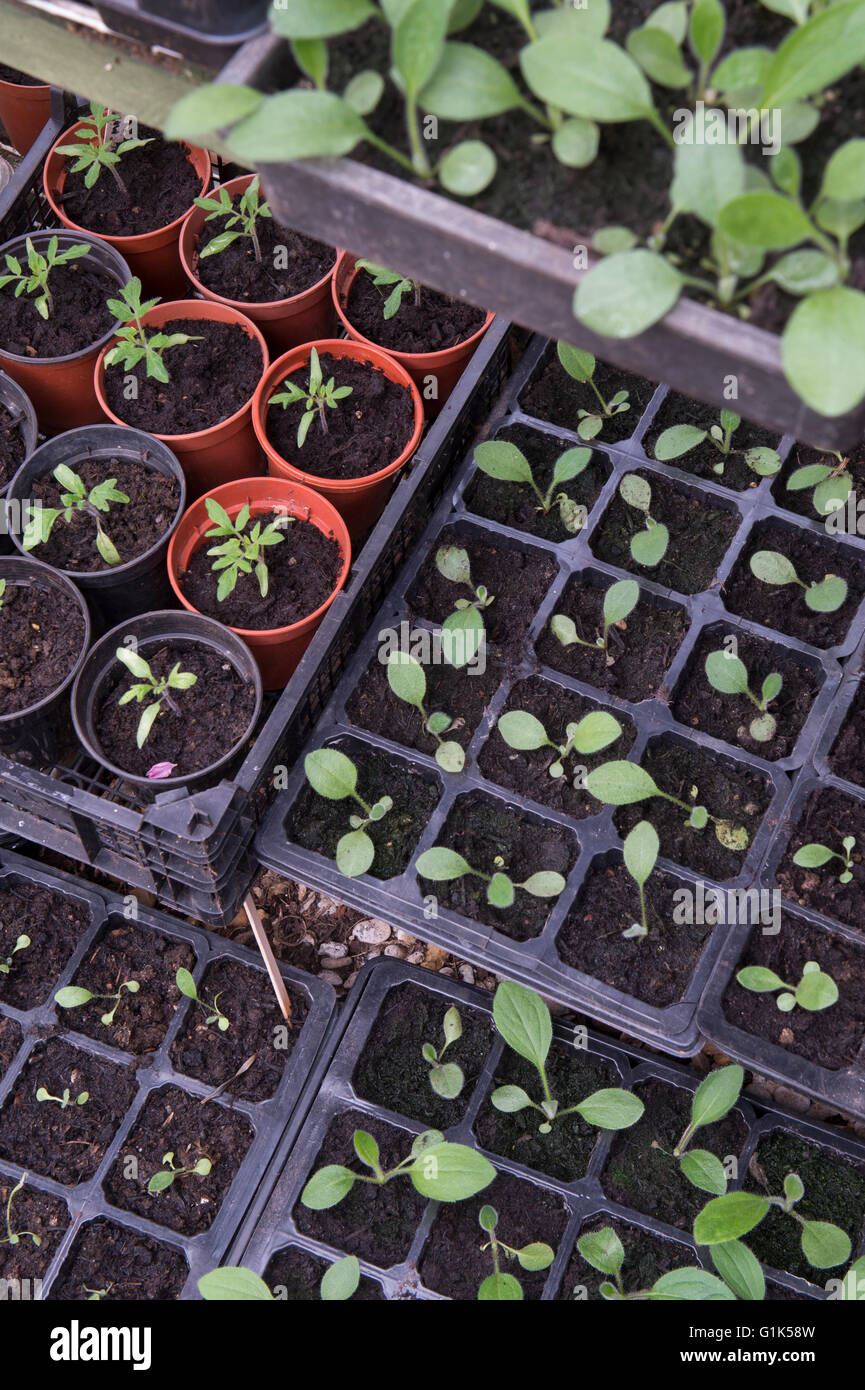 Blumensetzlingen in Schalen in einem Gewächshaus im Frühjahr. UK Stockfoto