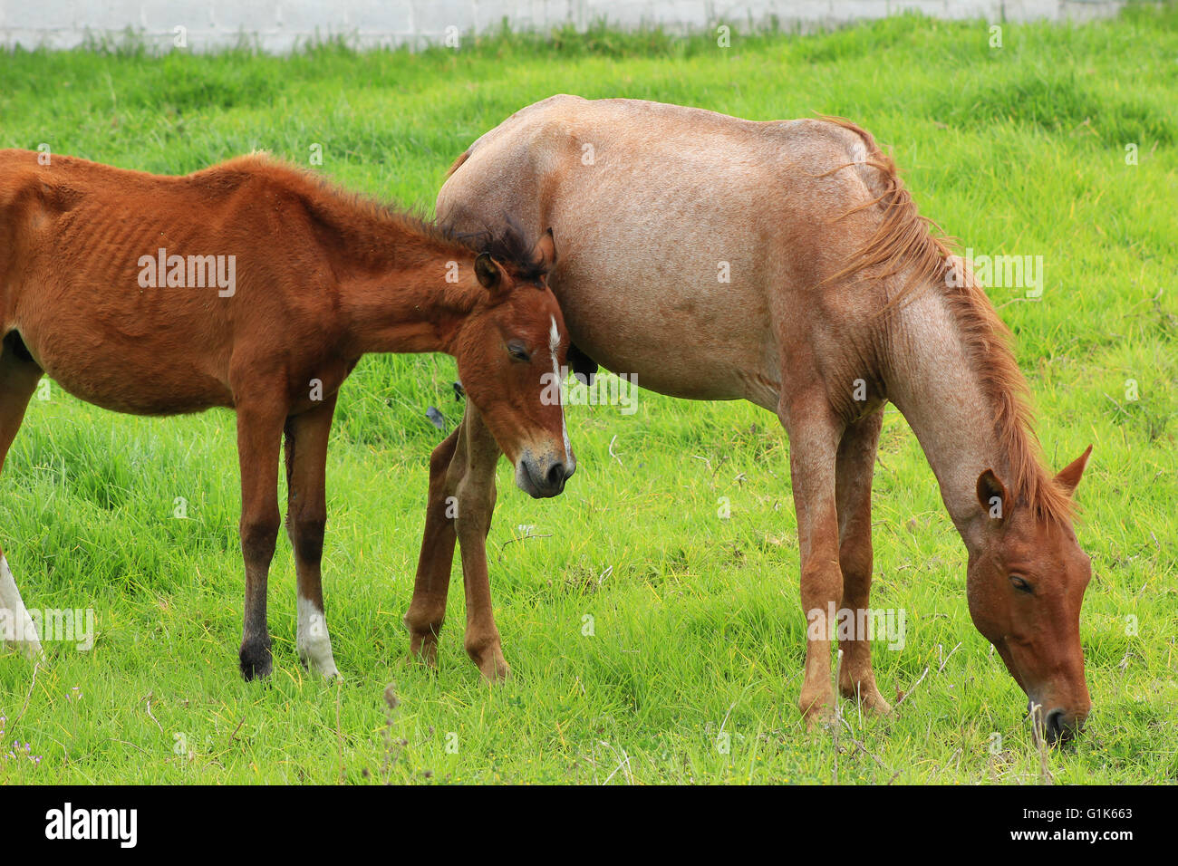 Pferde auf einer Weide auf einer Farm in Cotacachi, Ecuador Stockfoto