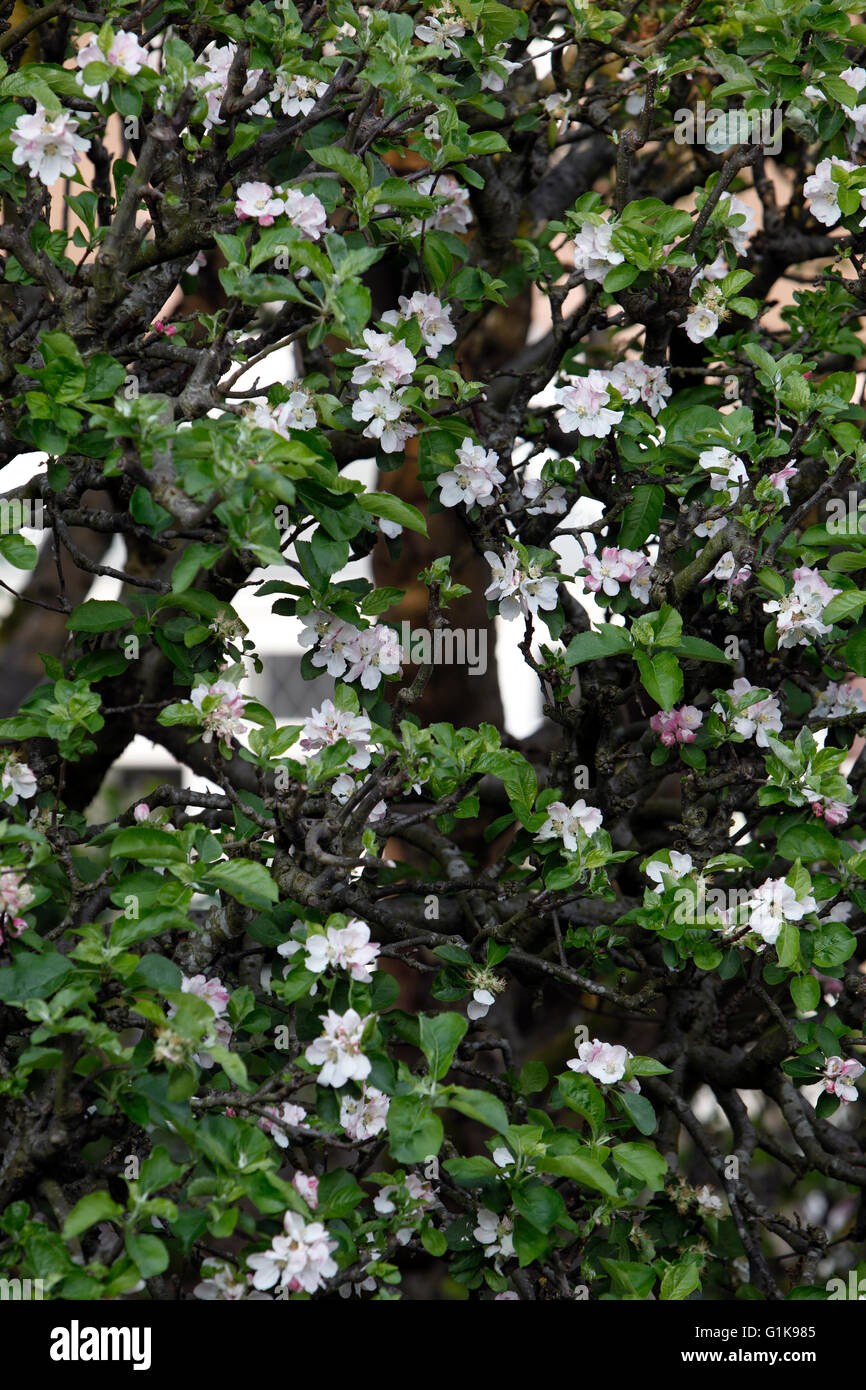 Bramley Apfelblüte. Frühling Frühling. Kochapfel. Stockfoto