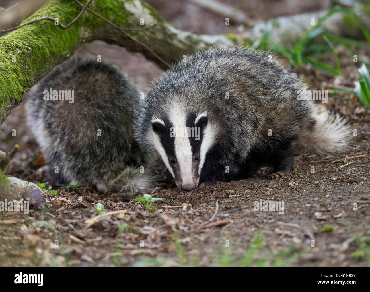 Zwei europäischen Dachs (Meles Meles) jungen auf Nahrungssuche im Wald Stockfoto