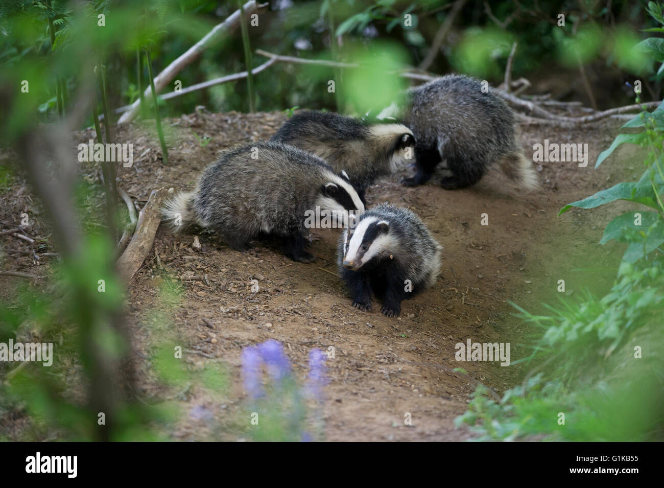 Vier europäischen Dachs (Meles Meles) jungen spielen und im Wald auf Futtersuche Stockfoto