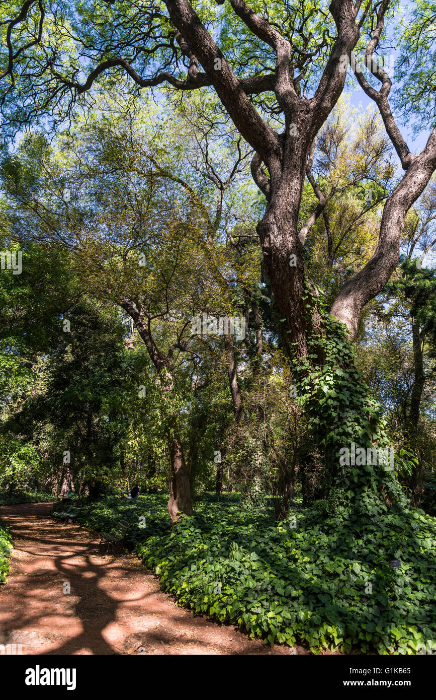 Botanischer Garten, Stadtteil Palermo, Buenos Aires, Argentinien Stockfoto