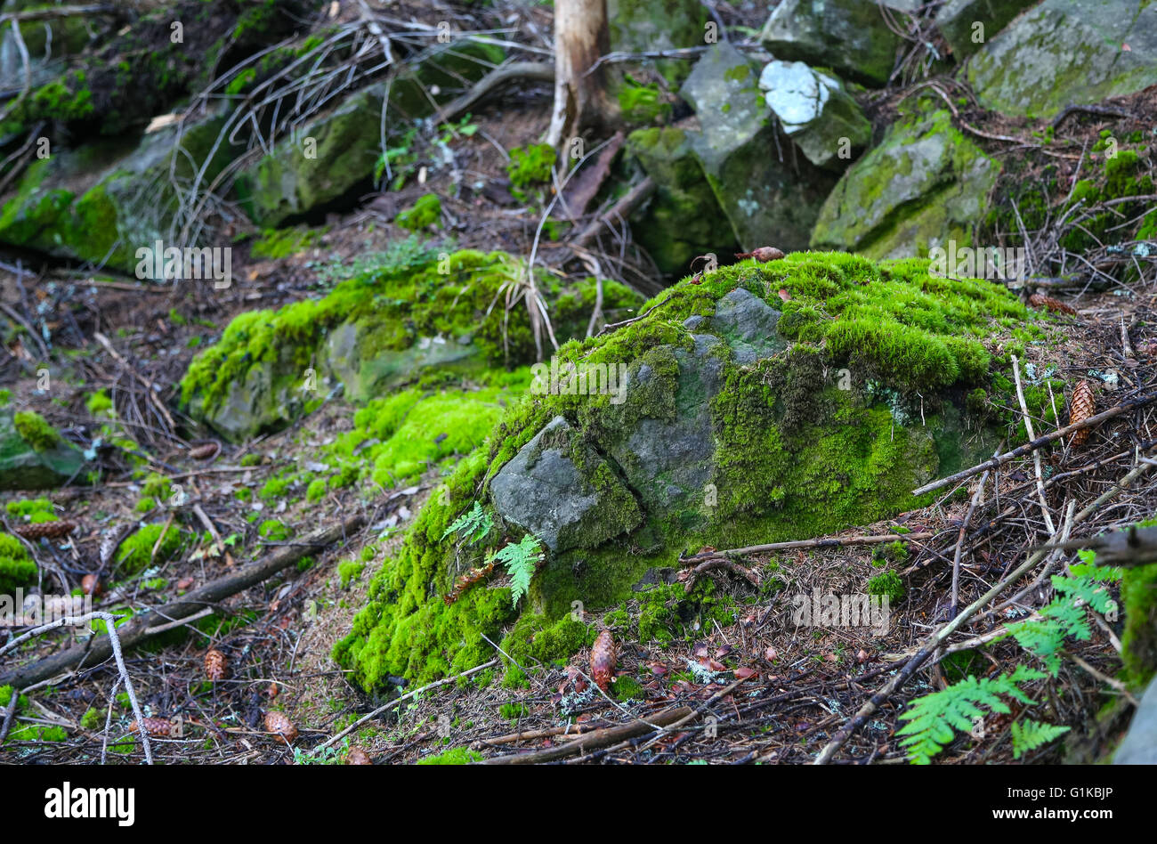 Moosigen Stein erschossen Nahaufnahme im Wald Stockfoto