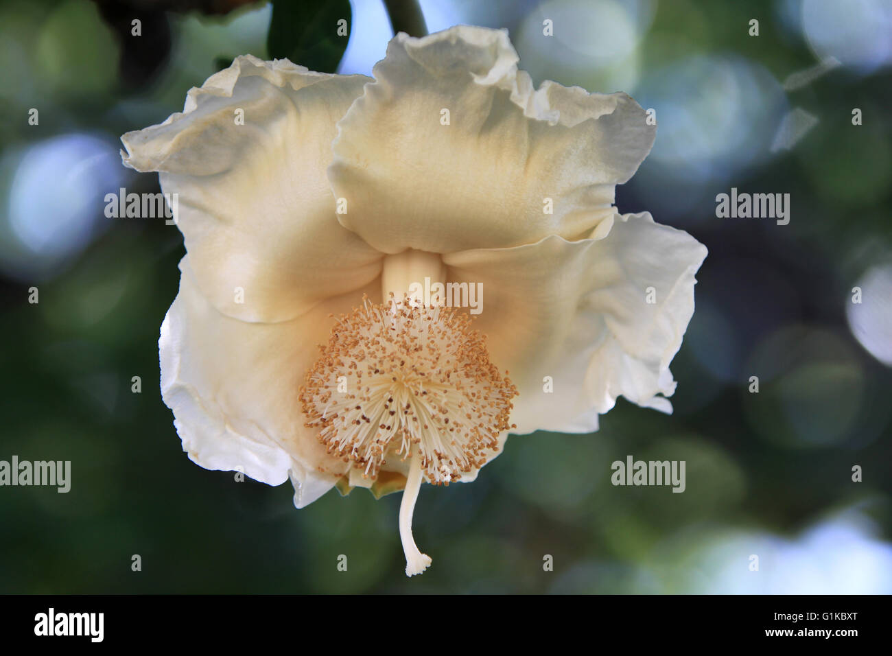 Baobab-Blume Stockfoto