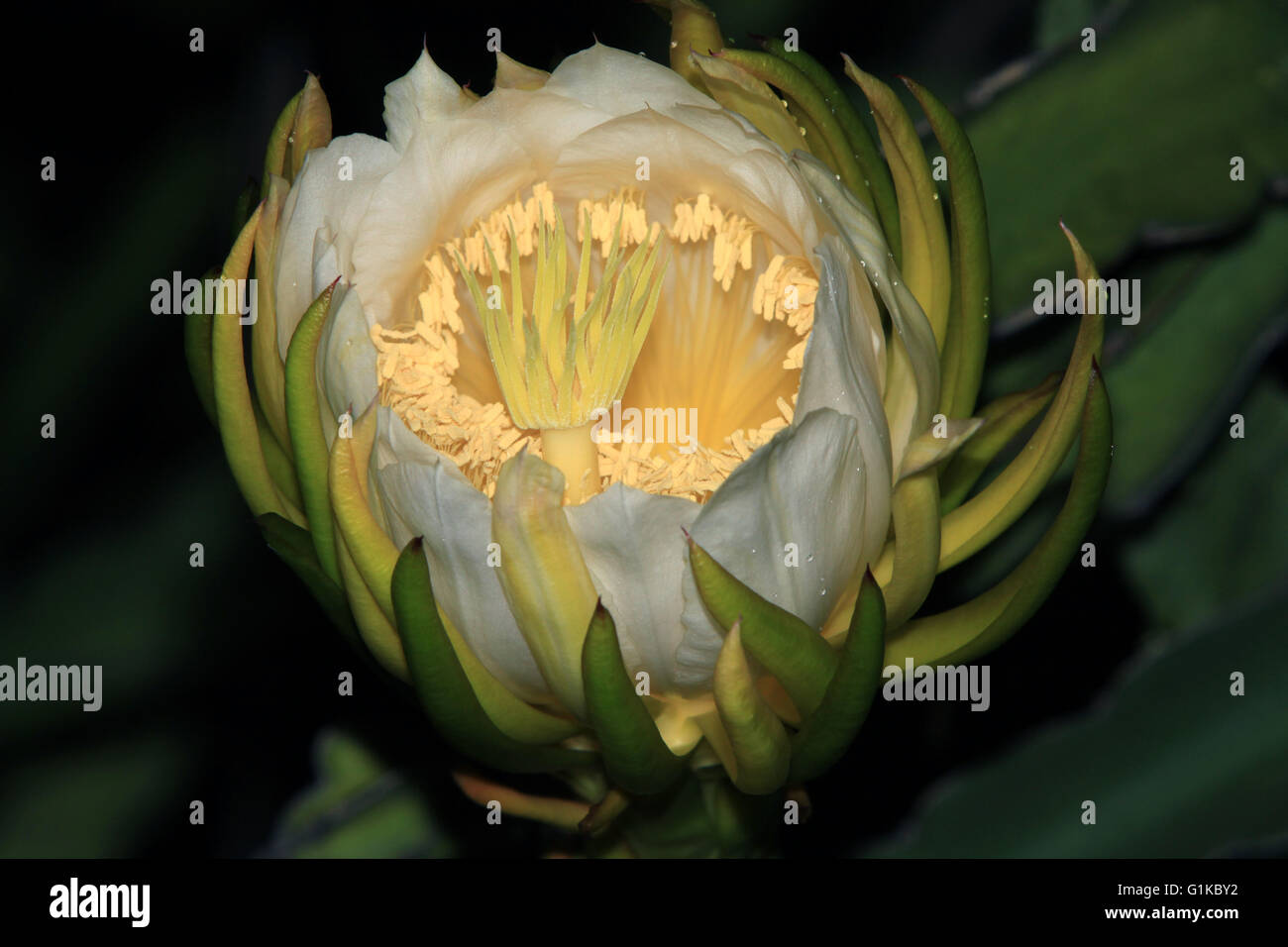 Eröffnung Drachen Frucht Blume Stockfoto