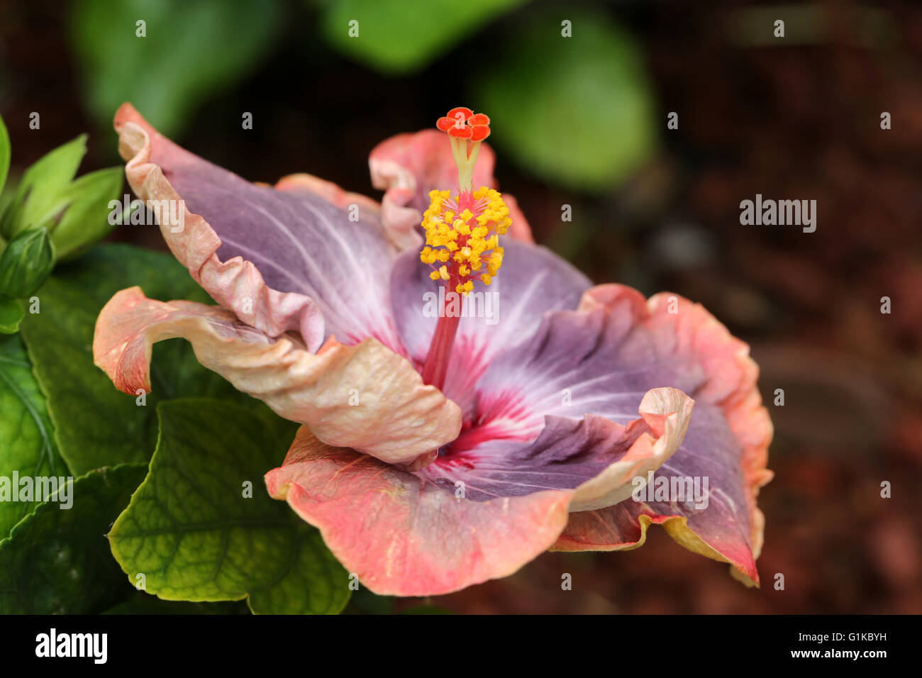Schöne Eröffnung Burgund-violett-Pfirsich farbigen Hibiskusblüte, Hawaii Stockfoto