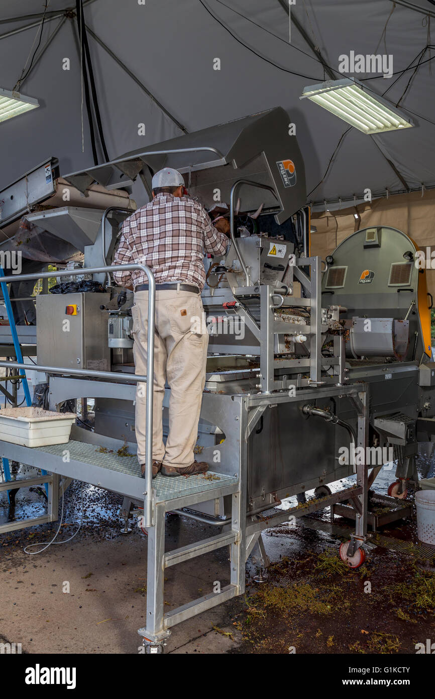 Arbeiter Reinigung Entrappen Maschine, zerquetschen pad, Rutherford, Quintessa, Napa County, Kalifornien, Napa Valley Stockfoto