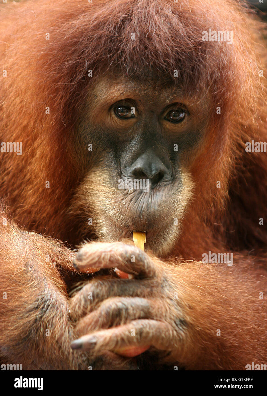 Affe Orang Utan Stockfoto