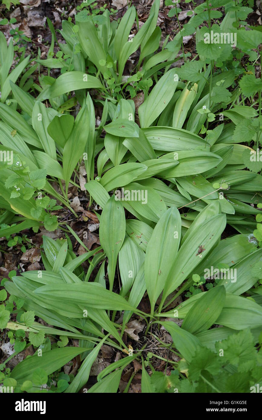 Wilde Rampen. Sie sind eine Art wilde Zwiebel Lauch, "Allium Tricoccum." Stockfoto