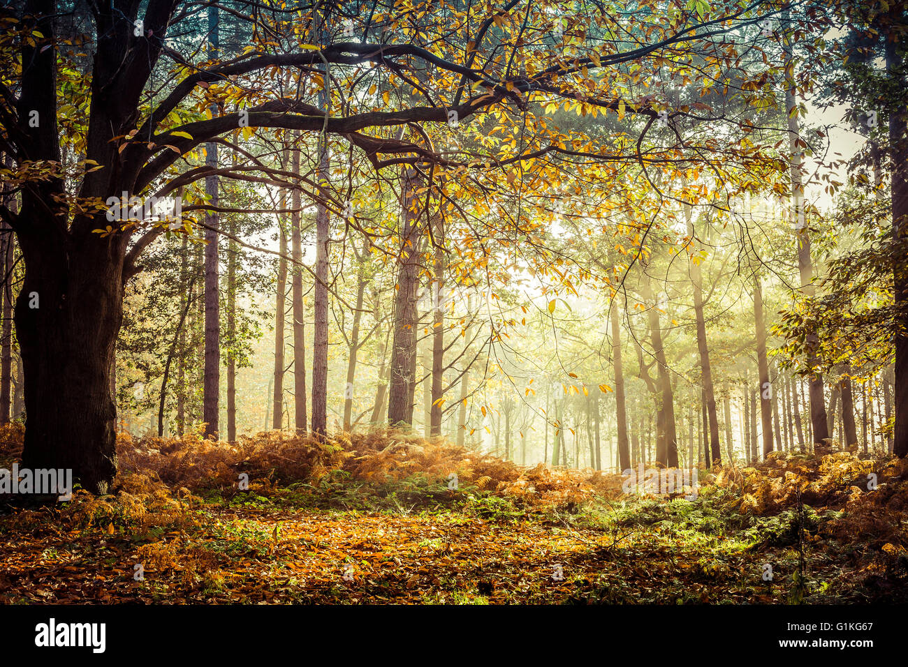 Herbstliche Sonnenlicht durch die Bäume. Norfolk, Großbritannien. Stockfoto