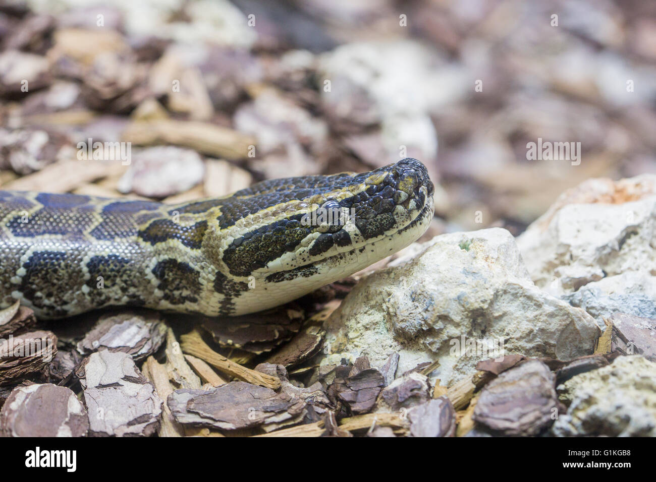 Nahaufnahme des Kopfes von einem afrikanischen Rock Python, Python sebae Stockfoto