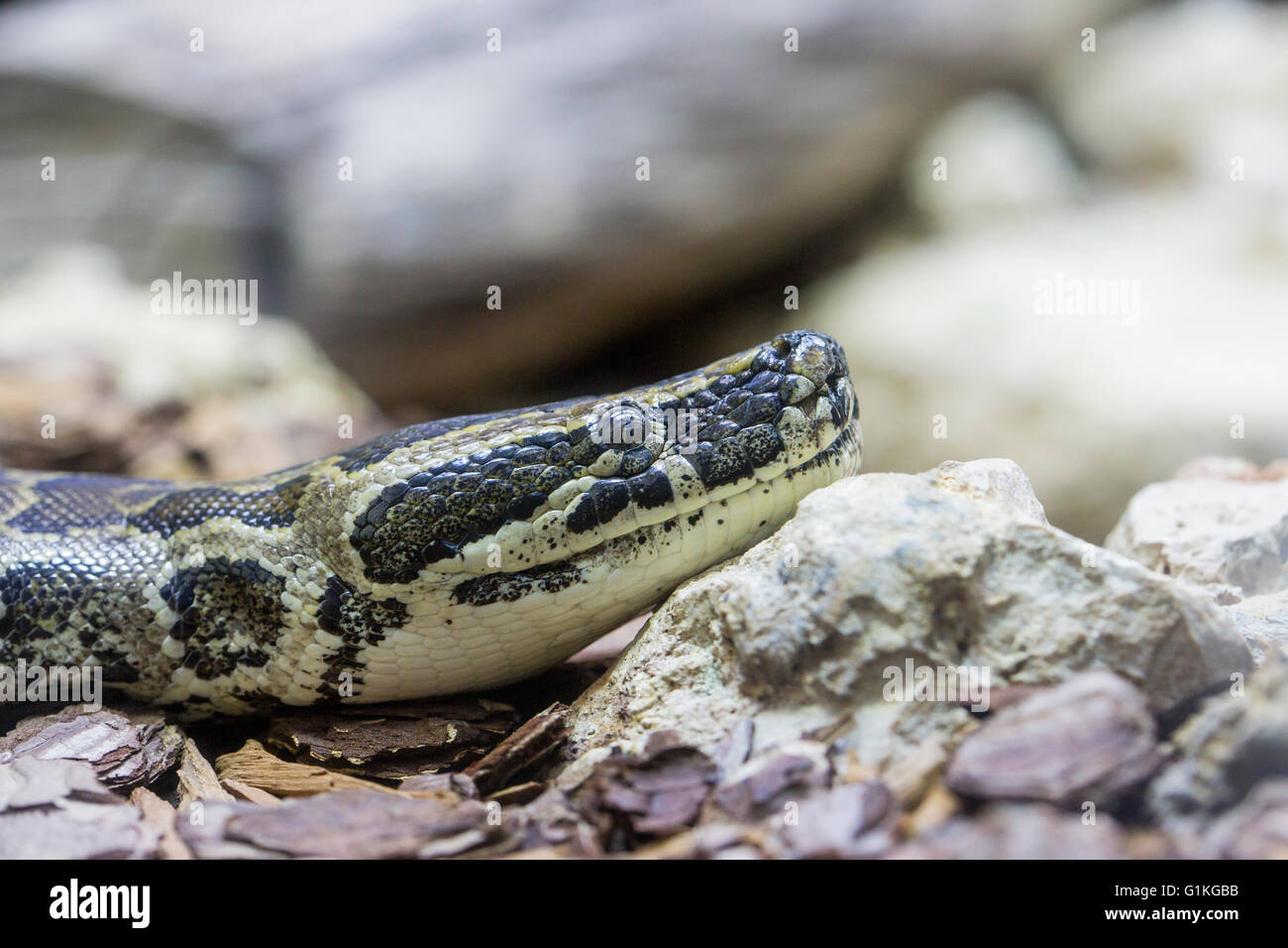 Detail des Kopfes von einem afrikanischen Rock Python, Python sebae Stockfoto