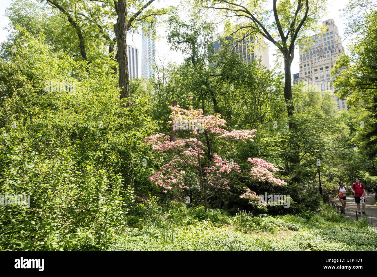 Frühling im Central Park, New York, USA Stockfoto