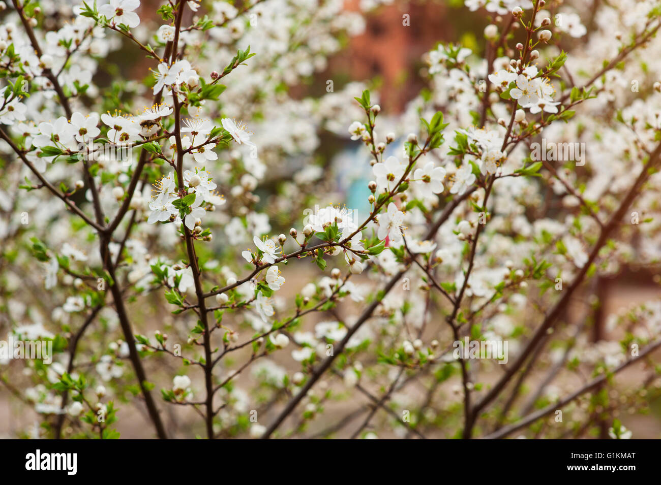 Kirschbaum Blüte weiße Blumen Frühling Hintergrund Stockfoto