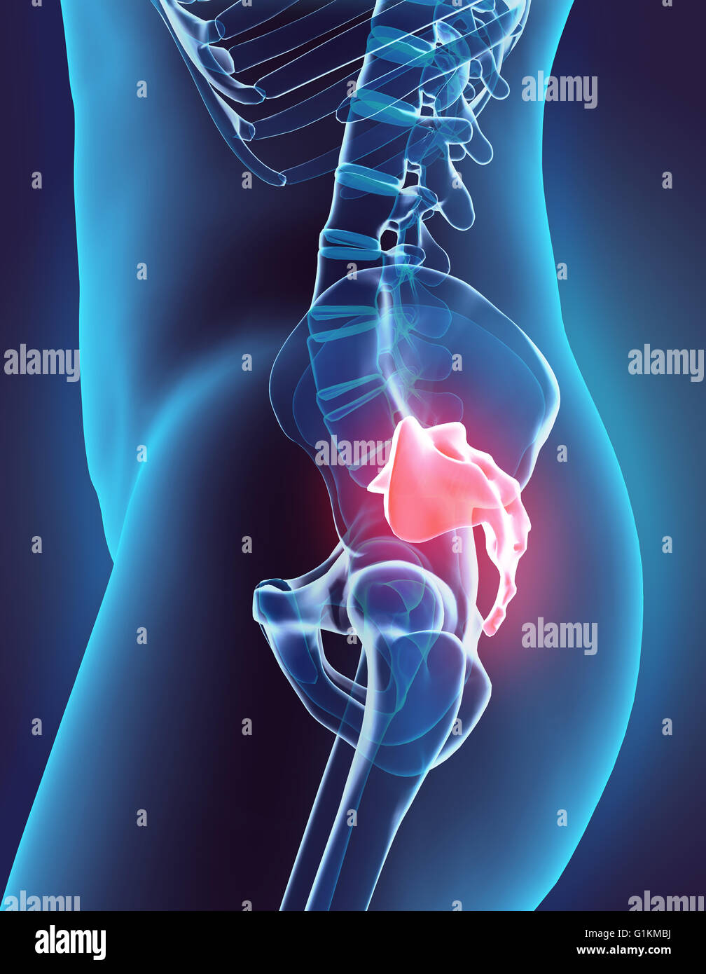 3D Abbildung des sakralen Wirbelsäule - Teil des menschlichen Skeletts. Stockfoto