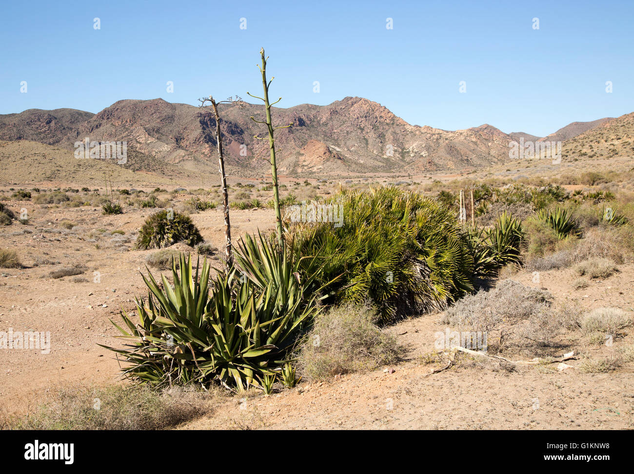 Agave Americana Kaktus Pflanze wächst im Naturpark Cabo de Gata, Almeria, Spanien Stockfoto