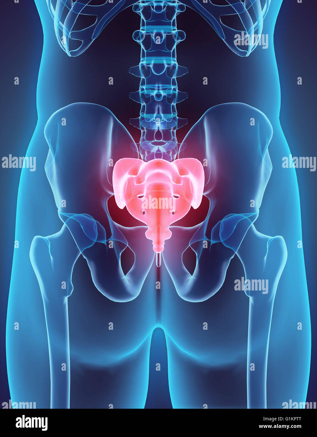 3D Abbildung des sakralen Wirbelsäule - Teil des menschlichen Skeletts. Stockfoto