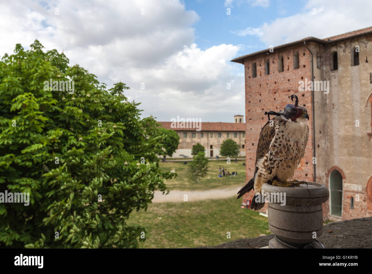 Erfahrene Falkner und prächtige Exemplare von habgierigen. Vigevano, Lombardei. Italien Stockfoto