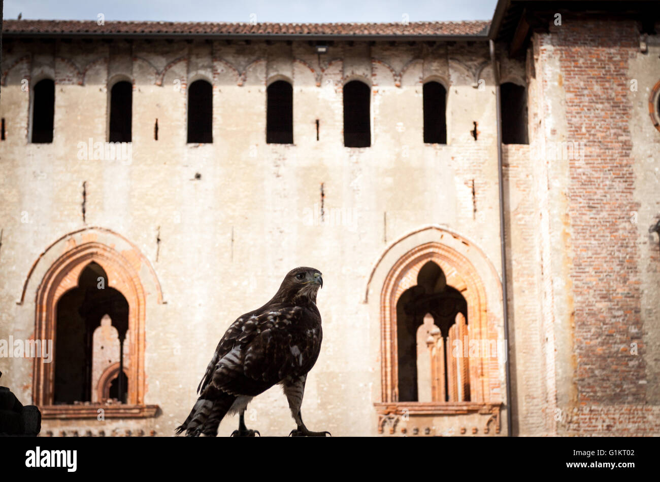 Erfahrene Falkner und prächtige Exemplare von habgierigen. Vigevano, Lombardei. Italien Stockfoto