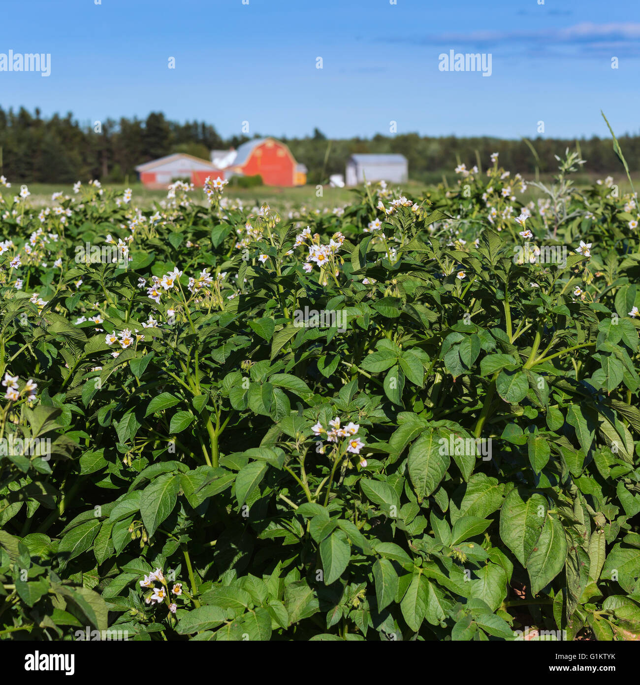 Kartoffelpflanzen blühen in einem Feld auf einer Prince-Edward-Insel-Kartoffel-Farm. Stockfoto