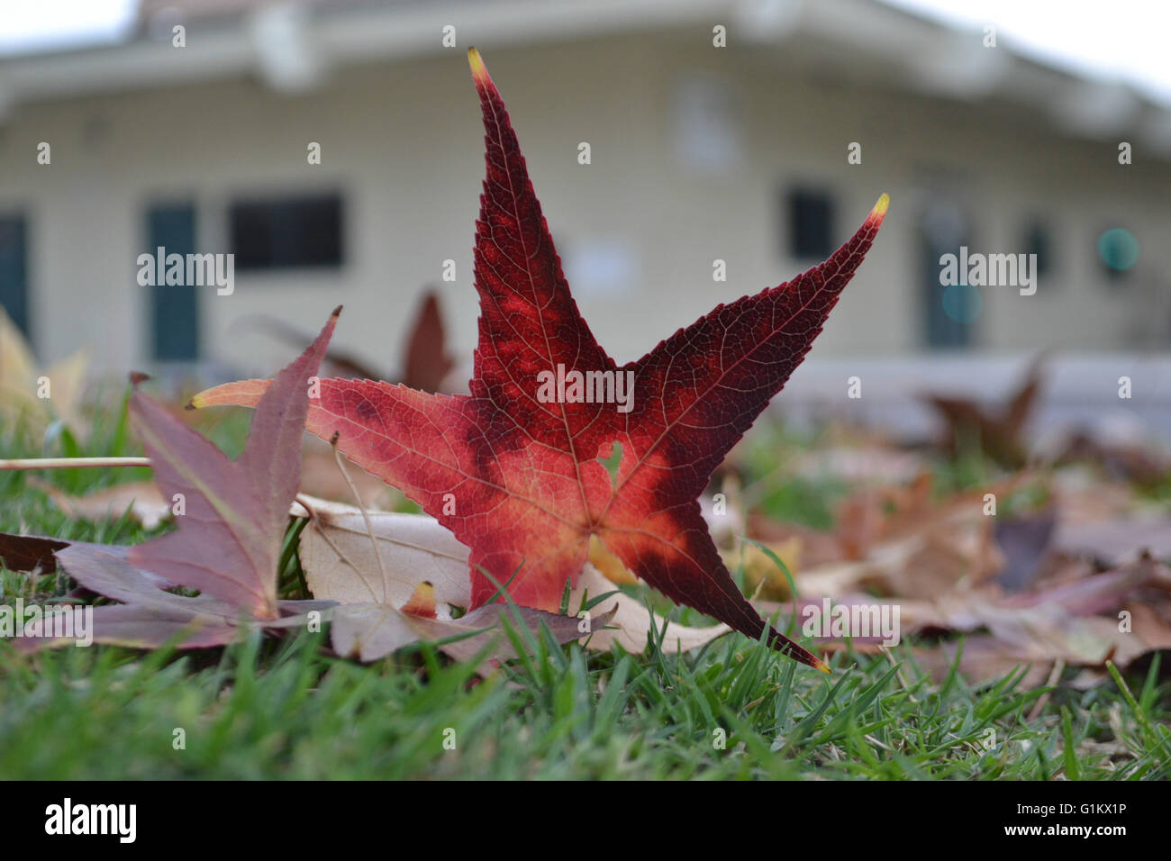 Rote Sterne Ahornblatt Herbst Herbst Boden Sicht kleine Schärfentiefe Gebäude in den Hintergrund-Park-Schule Stockfoto